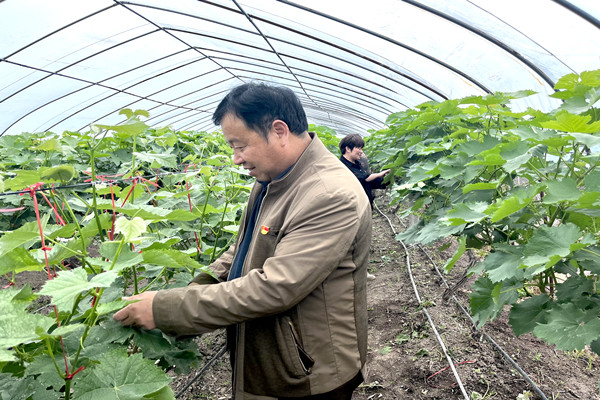 葡萄大棚日常管护_副本.jpg